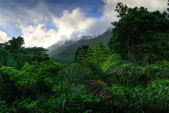 yakushima shikinoyado